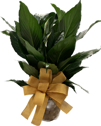 Peace Lily in basket