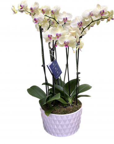 Phalaenopsis Orchid in a ceramic pot